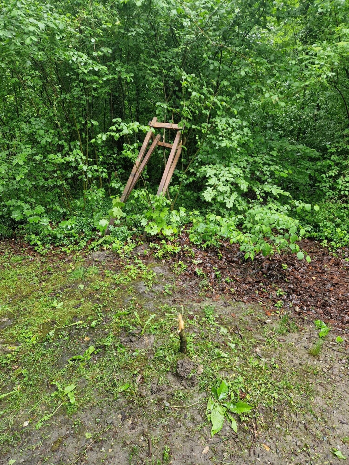 Kaltbrunn